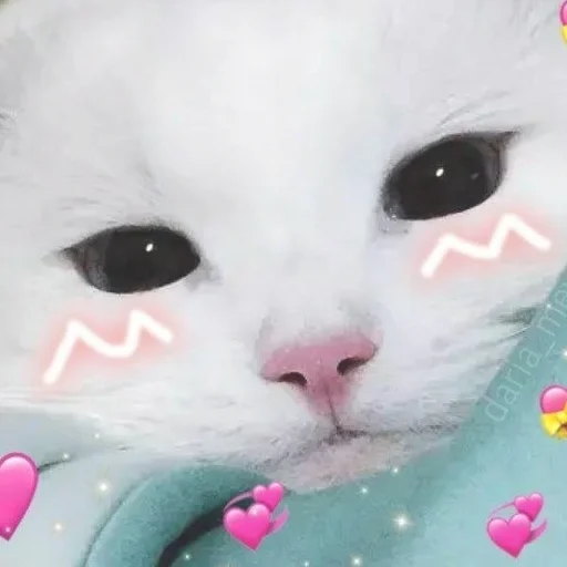 кошки малого и среднего размера кошачьи кошка