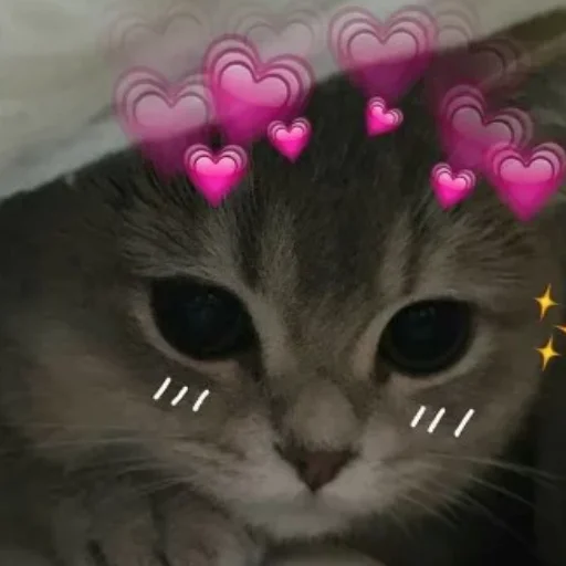 животное кошки малого и среднего размера кошка