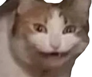 Стикер 🐈 @KOT_u_BCE  👈 Вступай - 4