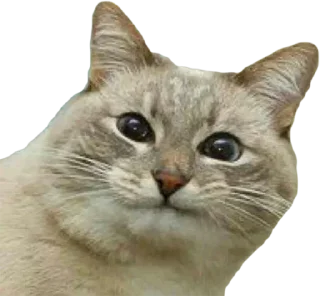 Стикер 🐈 @KOT_u_BCE  👈 Вступай - 9