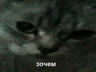 Стикер 🐈 @KOT_u_BCE  👈 Вступай - 11