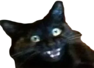 Стикер 🐈 @KOT_u_BCE  👈 Вступай - 6