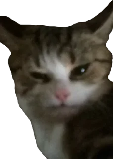 Стикер 🐈 @KOT_u_BCE  👈 Вступай - 10