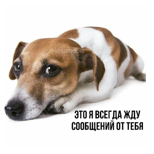 Sticker Весёлый пиздец - 10