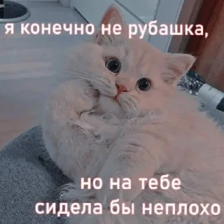 Стикер мяу - 0