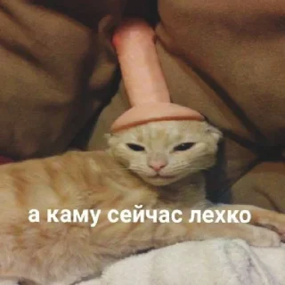 Стикер мяу - 11