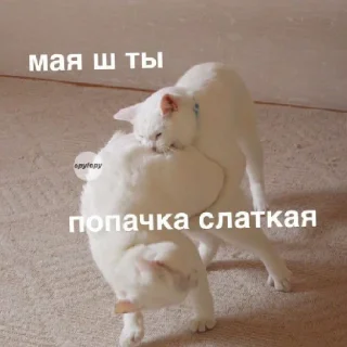 Стикер мяу - 8