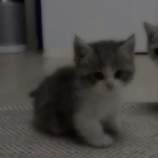 Стикер myau5209 - 1