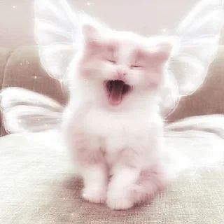 Стикер мяу - 10