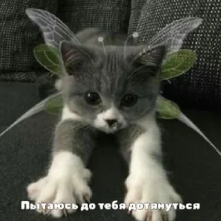 Стикер мяу - 6