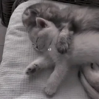 Стикер мяу - 2