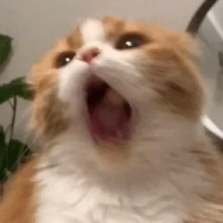 Стикер мяу - 1