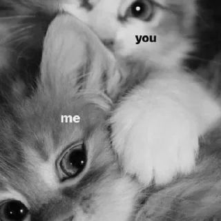 Стикер мяу - 7