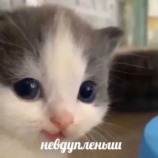 млекопитающее животное кошка