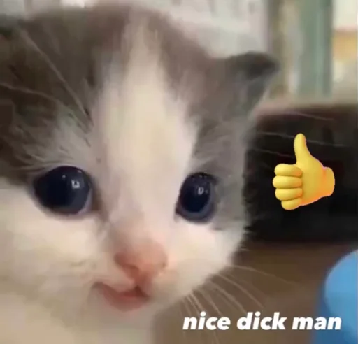 млекопитающее кошка животное