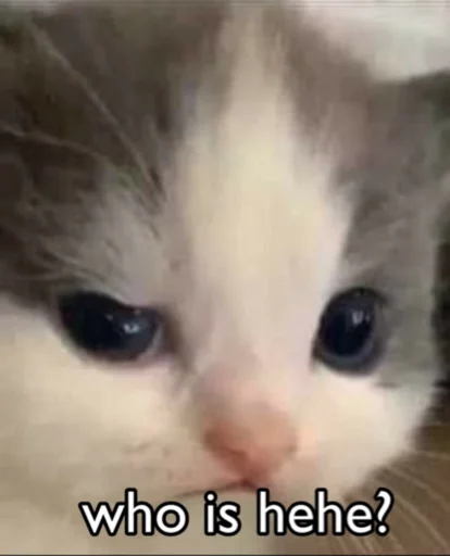 млекопитающее животное кошка