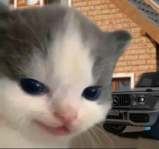 кошки малого и среднего размера млекопитающее животное