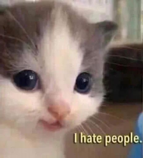 млекопитающее животное кошка