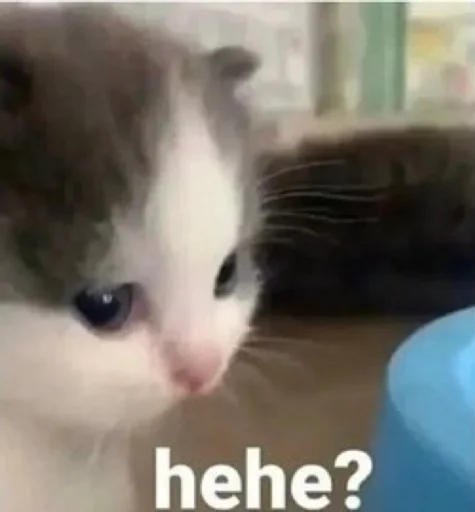 млекопитающее животное кошка