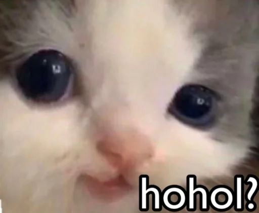 млекопитающее животное кошка