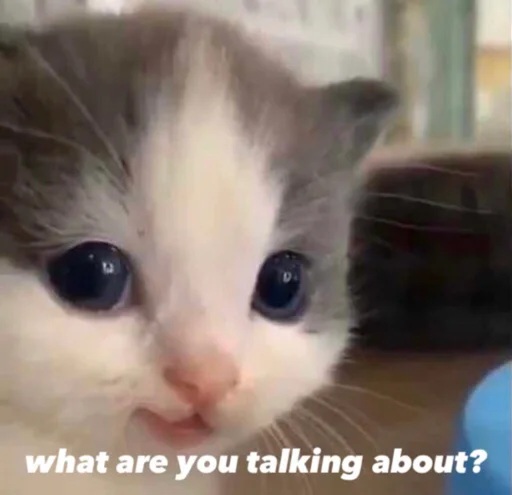 млекопитающее животное кошка