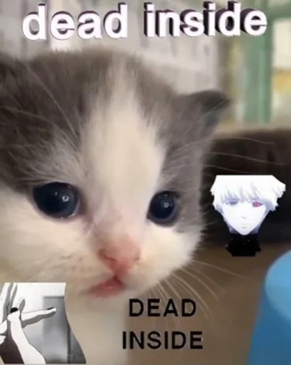 кошки малого и среднего размера кошка млекопитающее