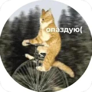 Стикер мяв - 10