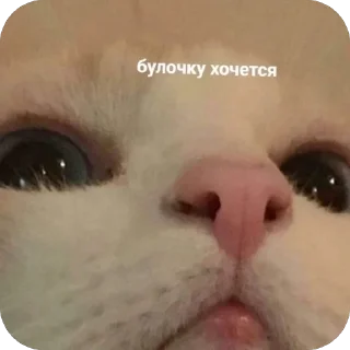 Стикер мяв - 2