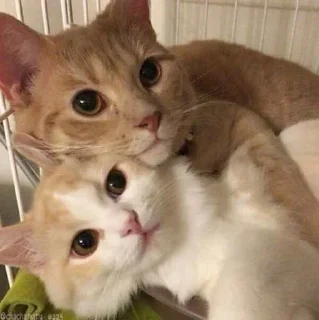 Стикер ня пока - 2