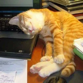 Стикер ня пока - 0