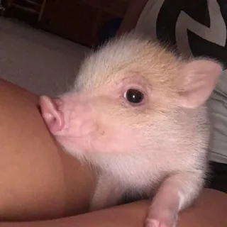 Стикер ня пока - 1