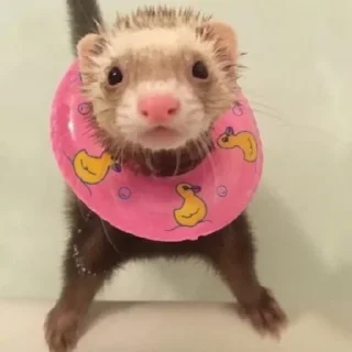 Стикер ня пока - 6