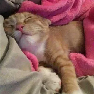 Стикер ня пока - 8