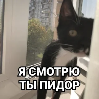 Sticker Дурында - 0