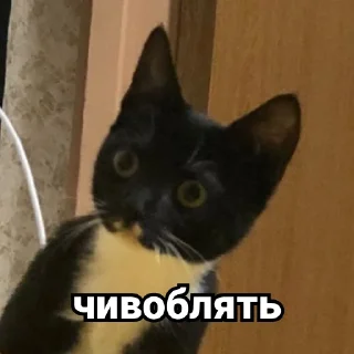 Sticker Дурында - 5