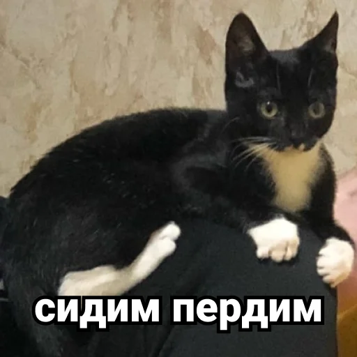 Sticker Дурында - 9