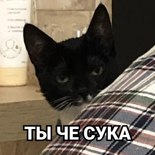 Sticker Дурында - 6