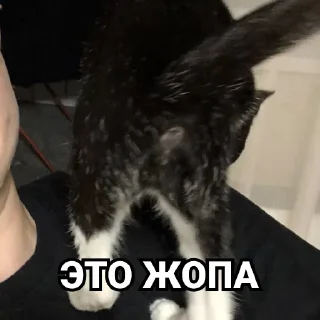 Sticker Дурында - 10