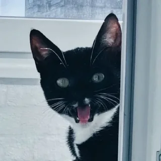 Sticker Дурында - 7