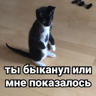 Sticker Дурында - 11