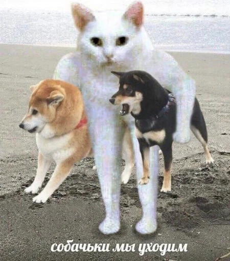 animal mammal ground