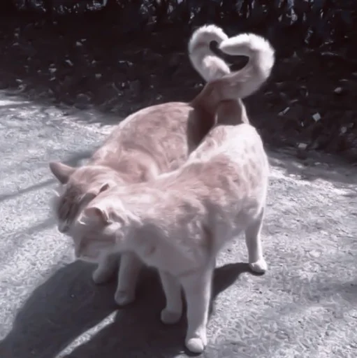 животное кошка млекопитающее