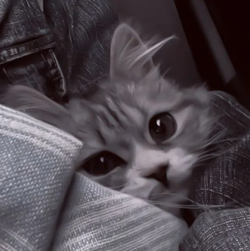 や 𝗄𝗂𝗍𝗍𝖾𝗇𝗌 🥠 ;: @smstickerr - животное