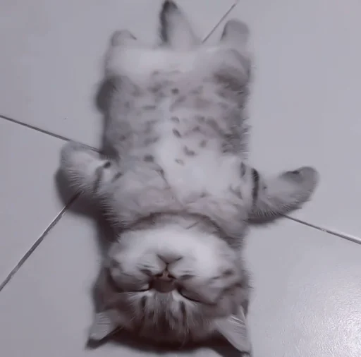 млекопитающее животное кошачьи