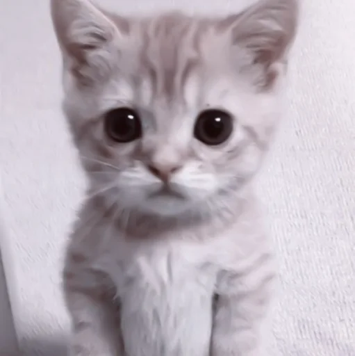 млекопитающее животное кошка