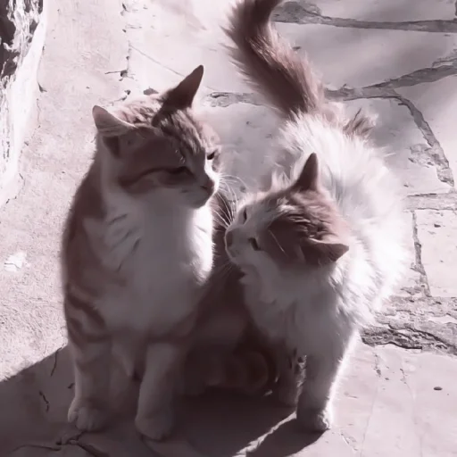 животное млекопитающее кошка