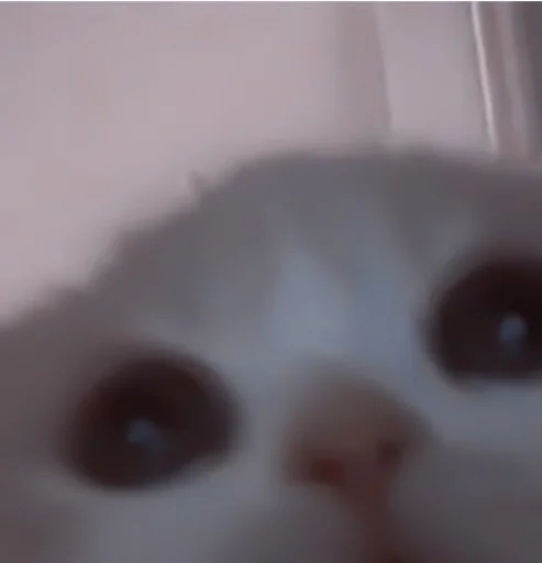 mammal animal small to medium-sized cats