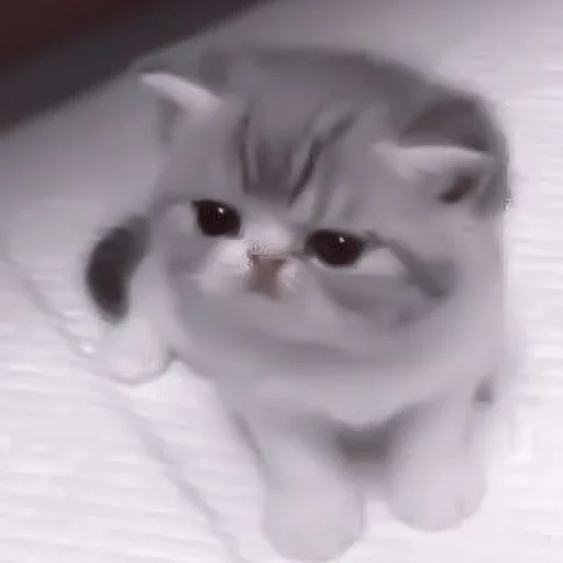 кошка млекопитающее домашняя кошка