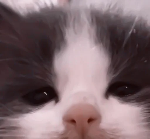 млекопитающее животное кошка