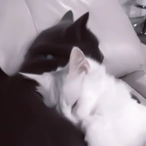 кошки малого и среднего размера комнатный животное